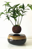Air Bonsai