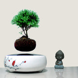 Air Bonsai
