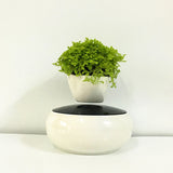 Air Bonsai