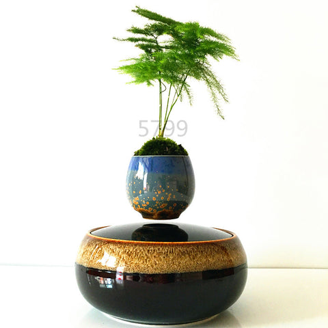 air bonsai tree for sale Air Bonsai – Son Dev Store