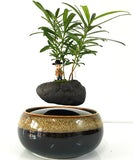 Air Bonsai
