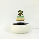 Air Bonsai