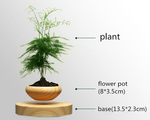 Air Bonsai