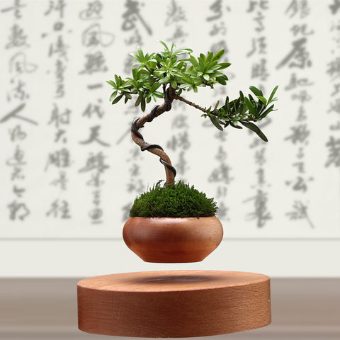 air bonsai plant Air Bonsai – Son Dev Store