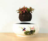Air Bonsai