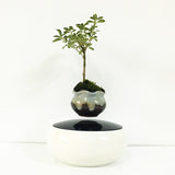 Air Bonsai